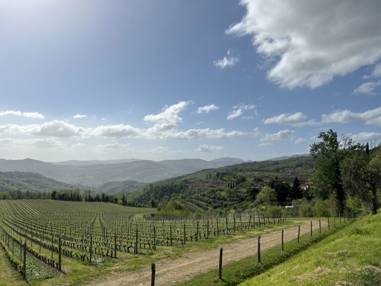 vigna nelle colline fiorentine con filari e paesaggio intorno a Firenze.