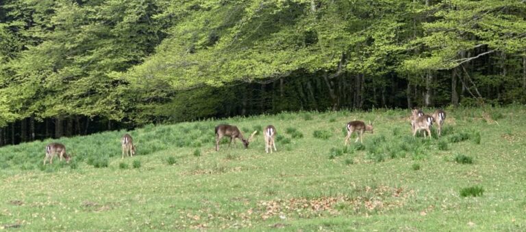 Daini che pascolano in una radura delle Foreste Casentinesi