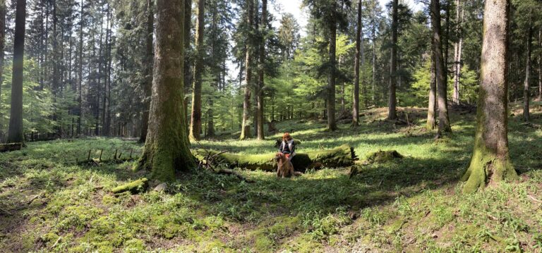 Prato tra abeti di Camaldoli nel Casentino
