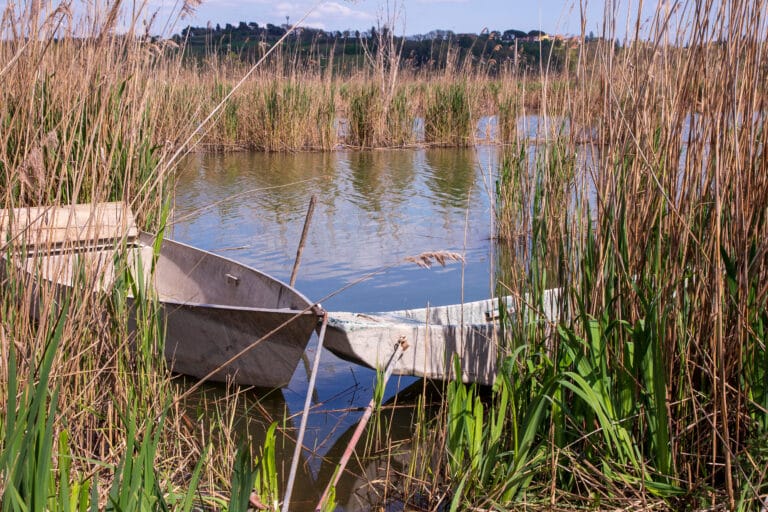 Due barche nel canneto del Lago di Montepulciano nell’oasi naturale